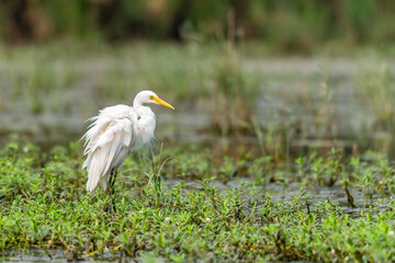 Intermediate Egret (Mesophoyx Intermedia)
