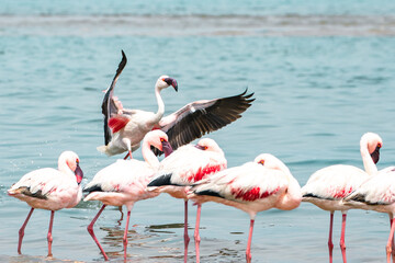 Namibia Flamingos. Group of Pink Flamingos Birds near Walvis Bay, the Atlantic Coast of Namibia. Skeleton Coast. Africa. 
