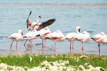 Namibia Flamingos. Group of Pink Flamingos Birds near Walvis Bay, the Atlantic Coast of Namibia. Skeleton Coast. Africa. 