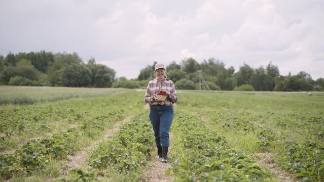 Young overweight happy woman walks along furrow between berry bushes in green field. Farmer picks berry, admires harvest, smiles, looks at the camera.