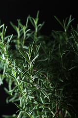 Rosemary bush in low key