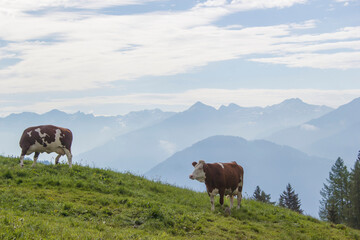 cows at an alpine meadow - landscape of Lienz Dolomites in Austria. Massive Alpine mountains.
