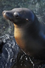 Sea Lion, South Plazas Island, Galapagos Islands
