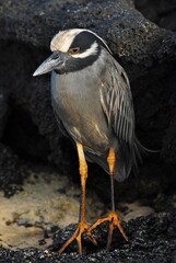 Lava Heron, Floreana Island, Galapagos Islands