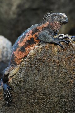 Marine Iguana, Espanola Island, Galapagos Islands