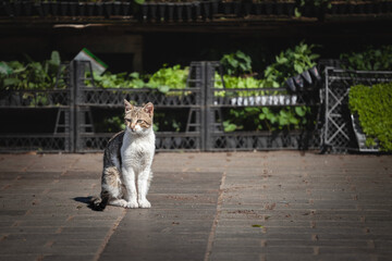 Turkish stray cat, white and tabby, sitting and posing in the streets of Istanbul, turkey, a city...