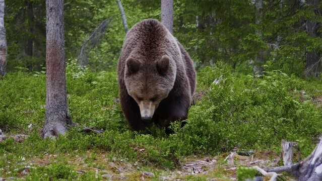 Massive brown bear mum and her cub in the wild foret