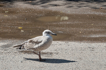 A motley gull walks along an asphalt road next to a puddle