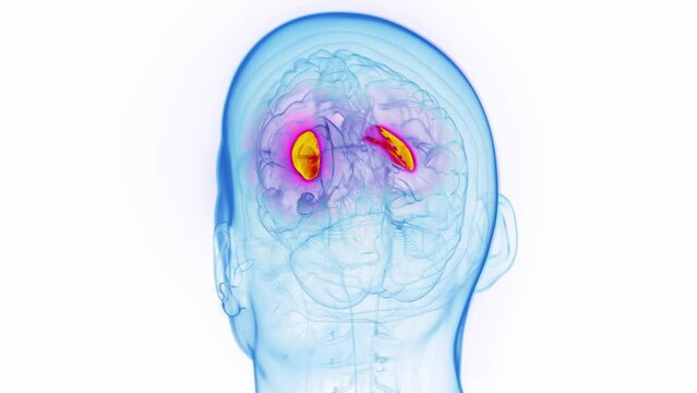3D medical animation of a man's putamen