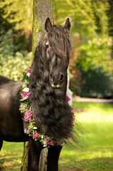 Friese Portrait - Pferd mit Langer Mähne mit Blumenkranz um den Hals © Birte Köster