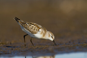 Bird Calidris minuta Little Stint small migratory bird, Poland Europe