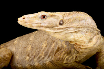 Albino Water monitor (Varanus salvator)