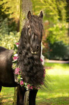 Friese Portrait - Pferd mit Langer M&auml;hne mit Blumenkranz um den Hals