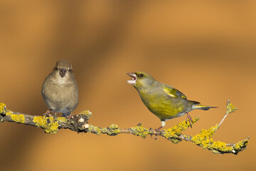 European greenfinch Chloris chloris or common greenfinch songbird winter time blurred background	
