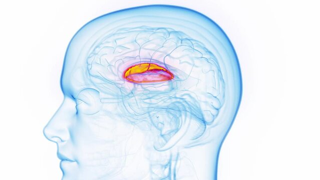 3D medical animation of a man's putamen