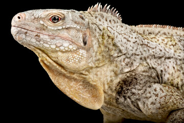 White Cay Ground Iguana (Cyclura rileyi cristata)