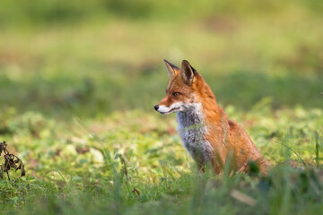 Fox Vulpes vulpes in autumn scenery, Poland Europe, animal walking among autumn meadow