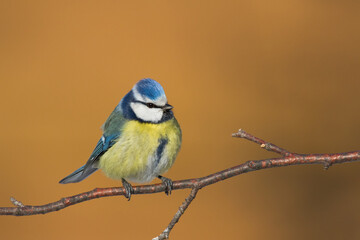 Bird - Blue Tit Cyanistes caeruleus perched on tree	
