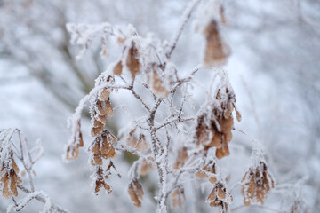 Dry flowers and grass in white snow, abstract natural winter background