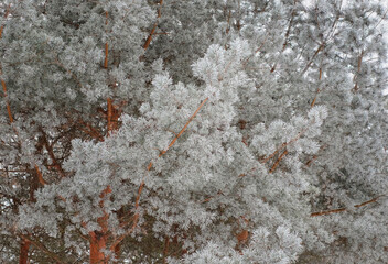 Pine covered with white snow, winter nature abstract background. Selective focus.