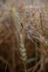 close-up of crawling spider wasps in a rye field