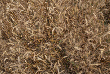 Golden ears of rye growing in the field