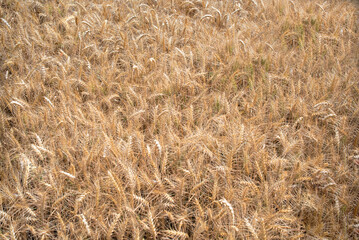 Golden ears of rye growing in the field