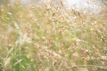 Wild meadow finch on blurred background