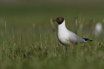 Bird black-headed gull Chroicocephalus ridibundus spring time Poland, Europe	