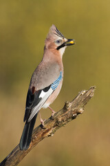 Bird Eurasian Jay Garrulus glandarius sitting on the branch Poland, Europe	
