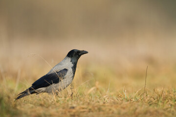 Bird - Hooded crow Corvus cornix in amazing blurred background Poland Europe	
