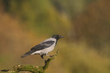 Obraz premium Bird - Hooded crow Corvus cornix in amazing blurred background Poland Europe 