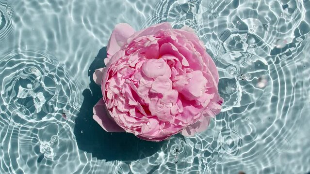 Piones flowers on water surface with drops. Water splash blue colored. Pure water with reflections sunlight and shadows. Valentines day texture. High quality 4k footage