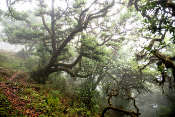 2022 08 18 Madeira Laurisilvia 4