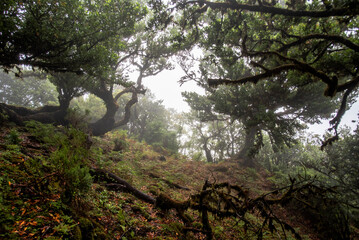 2022 08 18 Madeira Laurisilvia 3