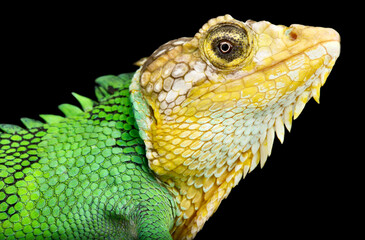 Peruvian Bush Anole (Polychrus peruvianus)