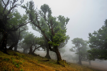 2022 08 18 Madeira Laurisilvia 13