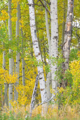 White aspen trees bark with colorful yellow autumn leaves in Grand Teton National Park in Wyoming