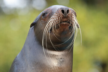 ein seelöwe als portrait vor grünem hintergrund,  zalophus californianus