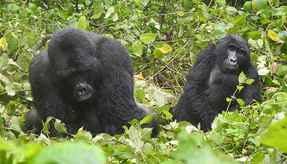 Gorillas - Bwindi Impenetrable Forest - Uganda