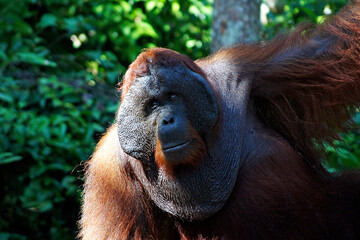 Male Orangutan - island of Borneo - Indonesia