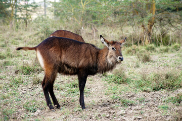 Female antelope in Lake Nakuru, Kenya