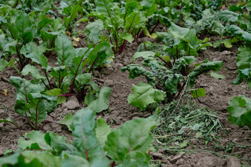 Garden beets on the vegetable bed. Pests and diseases of agricultural plants.
