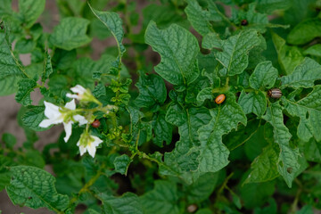 Colorado potato beetles. Stage of the larva and ten-lined potato beetle. Pest control.
