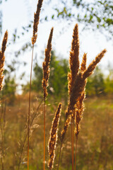 Autumn flowers in minimalist style. Autumn nature. Sunny weather in autumn.