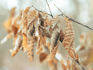 Des feuilles mortes de chataignier durant l'hiver