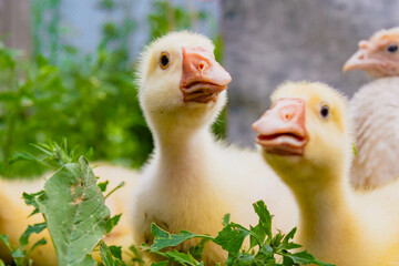 Gosling. Poultry farm for breeding geese. Little goose chicks in the grass.