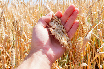 Agronomist checks the quality of ears. Hand and wheat. A field sown with rye.