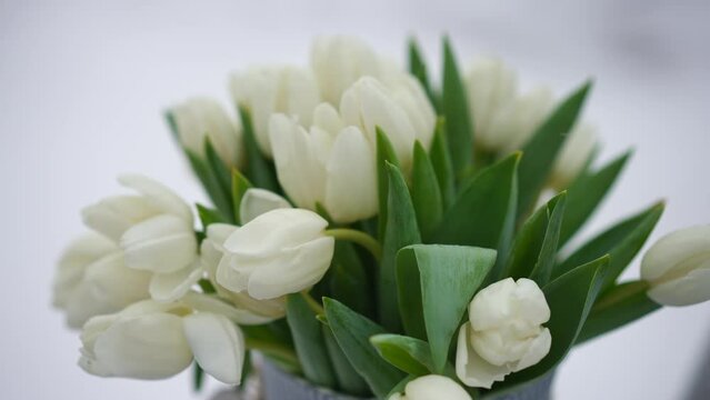 Close-up white tulips with green leaves outdoors with snow falling. Bouquet of flowers on winter day outdoors. Valentine's Day background