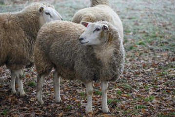 Schafe an einem frostigen Morgen im Münsterland